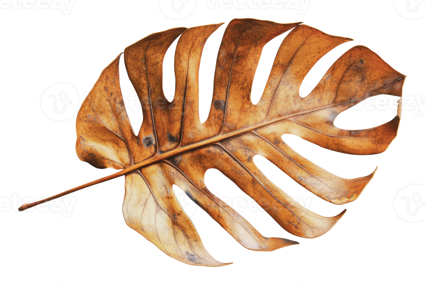 Dry monstera leaf with a rich texture and color png