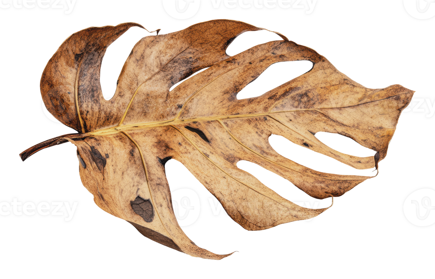 Dry monstera leaf with unique shape and texture png