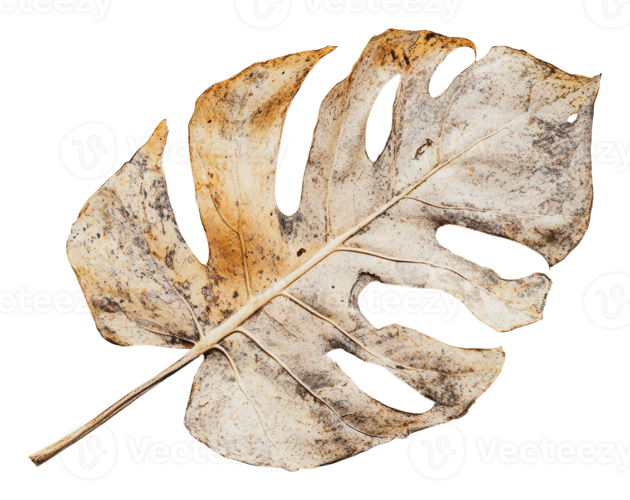 Monstera leaf showing natural aging and texture png