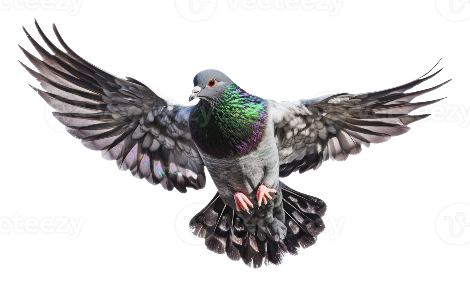 Pigeon soaring with vibrant plumage in flight png