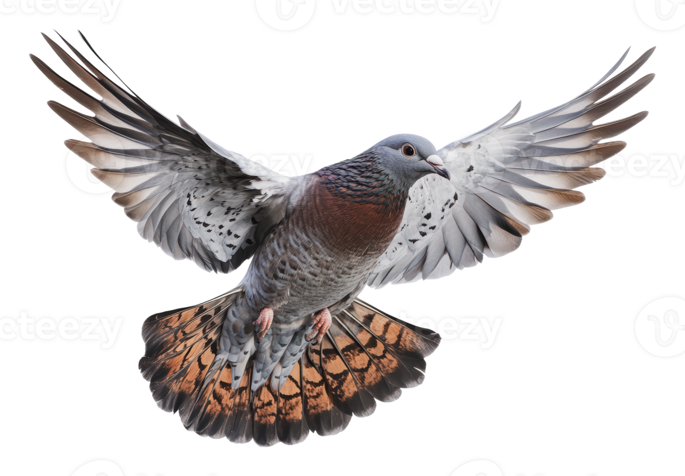 Pigeon in mid-flight showcasing its wingspan png