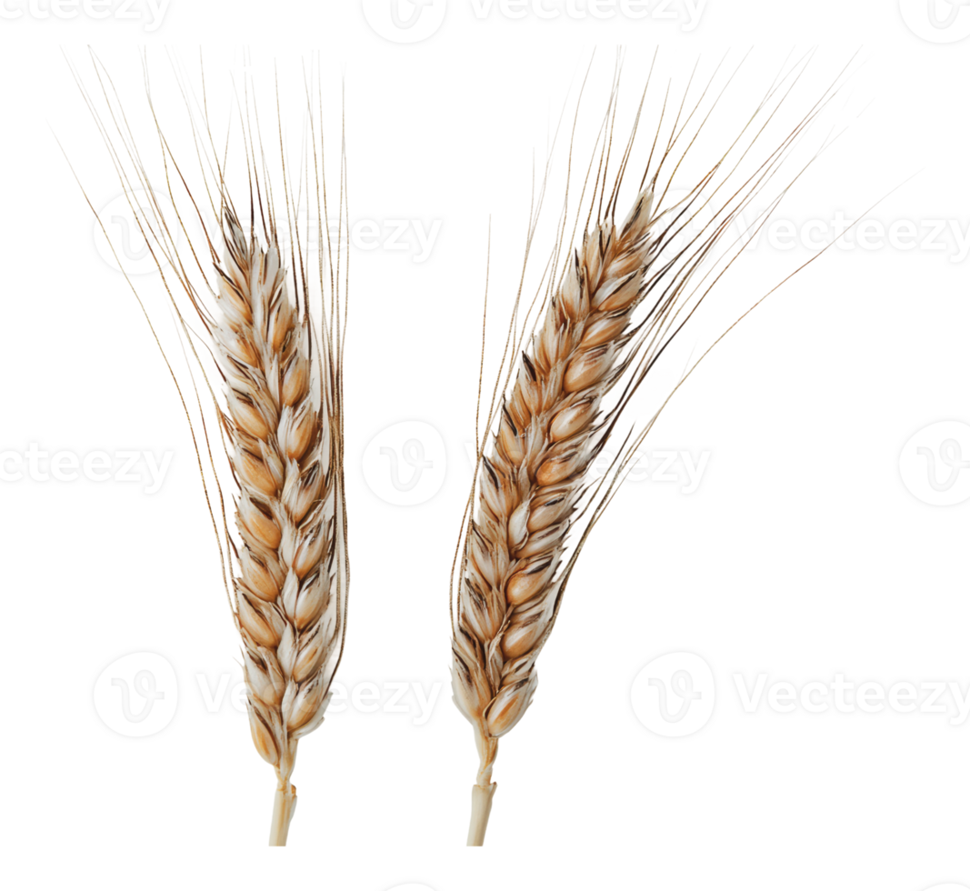 Wheat ears displayed on a white background png