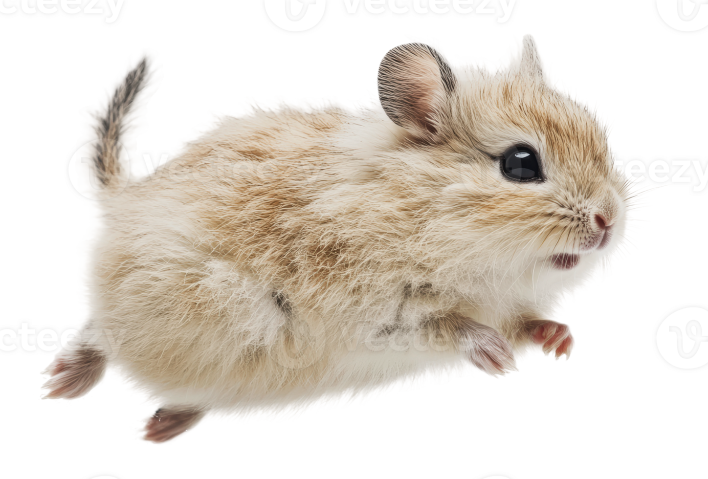 Small rodent jumping in a playful manner png