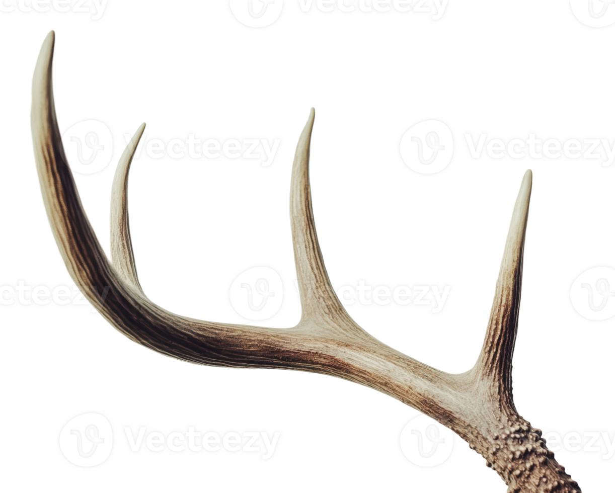 Majestic deer antler with impressive points png