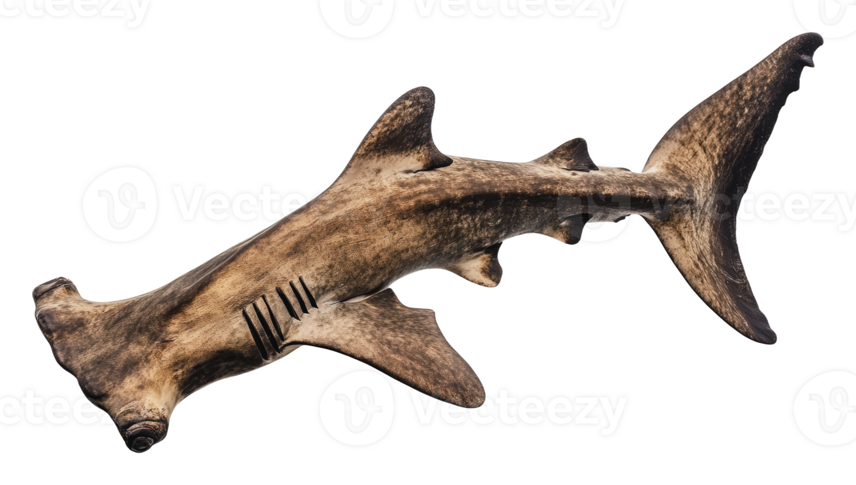 Detailed hammerhead shark model png