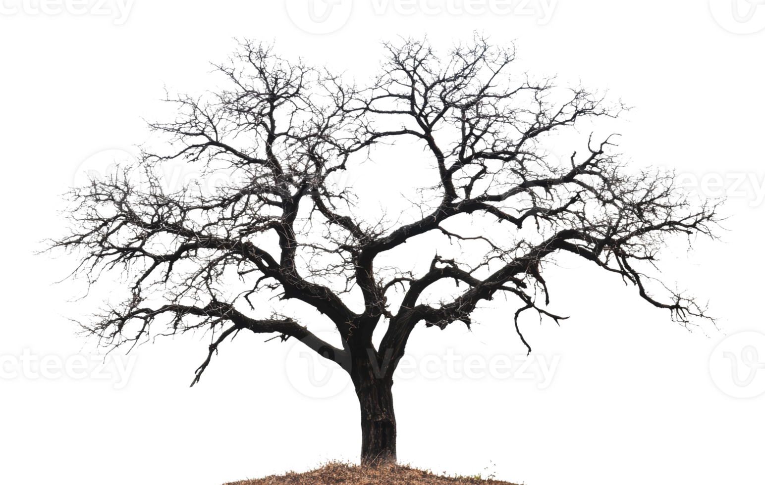 Artistic view of a leafless tree against white png
