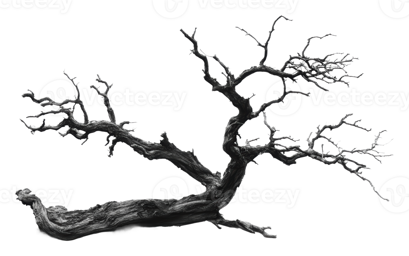 Unique gnarled tree branch in black and white png