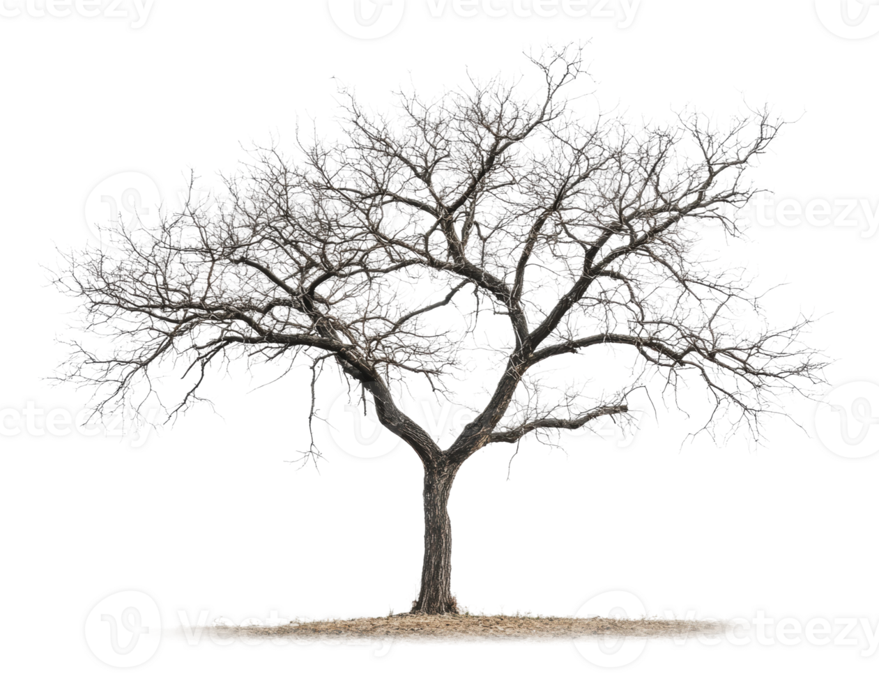 Barren tree standing alone in open field png