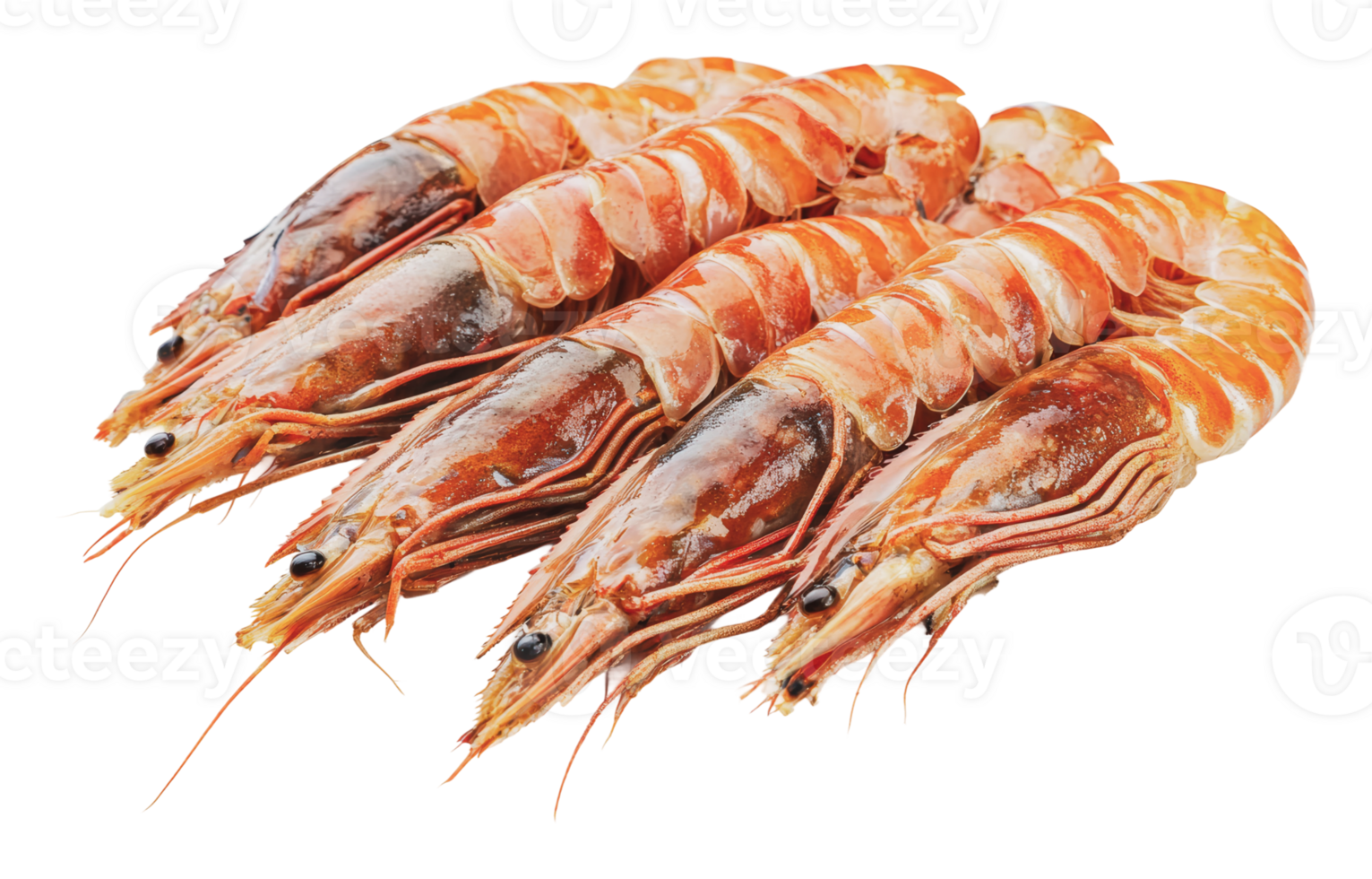Fresh seafood display of large prawns for cooking png