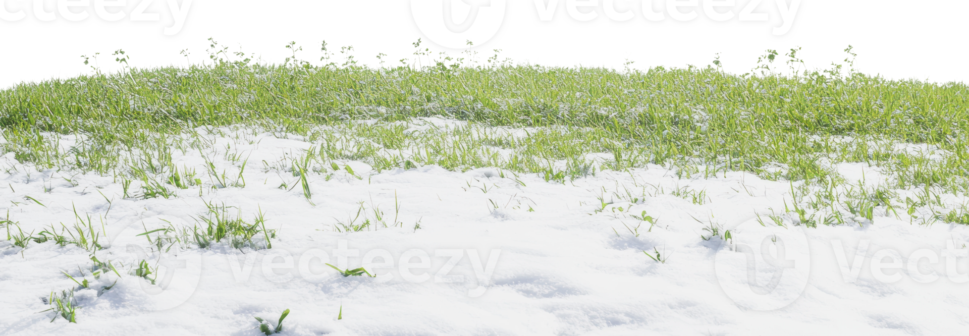 Green grass on sandy ground in daylight png