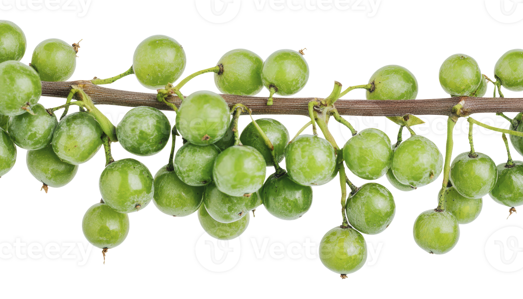 Fresh green berries hanging on a branch png
