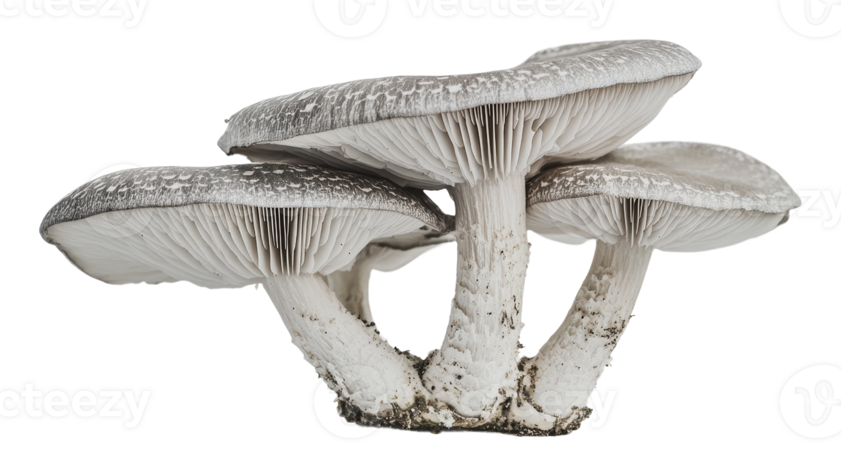 Unique cluster of mushrooms found in nature png