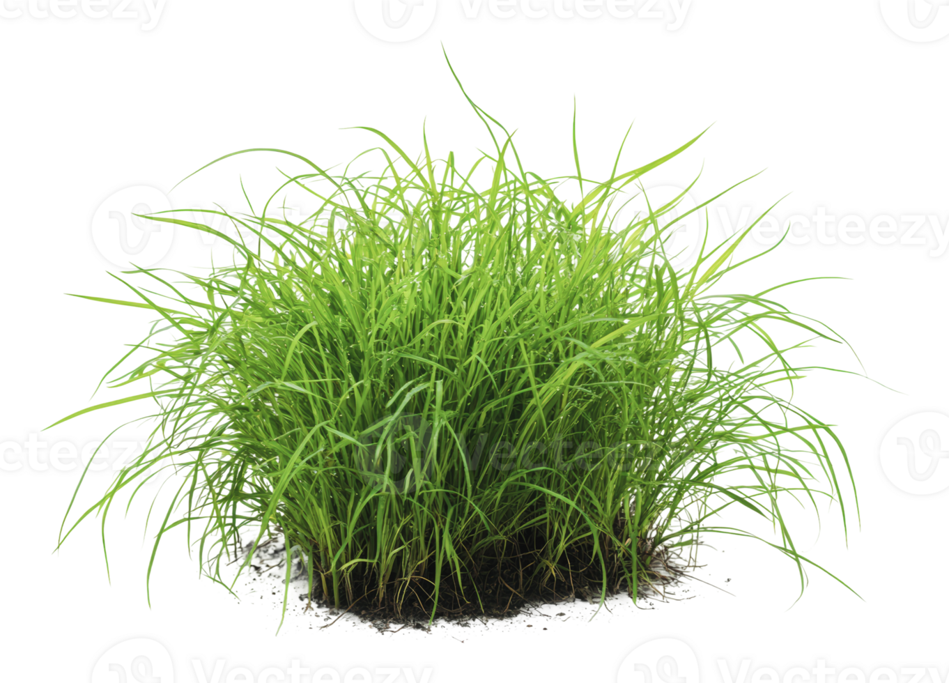 Green grass clump with long blades growing in soil png