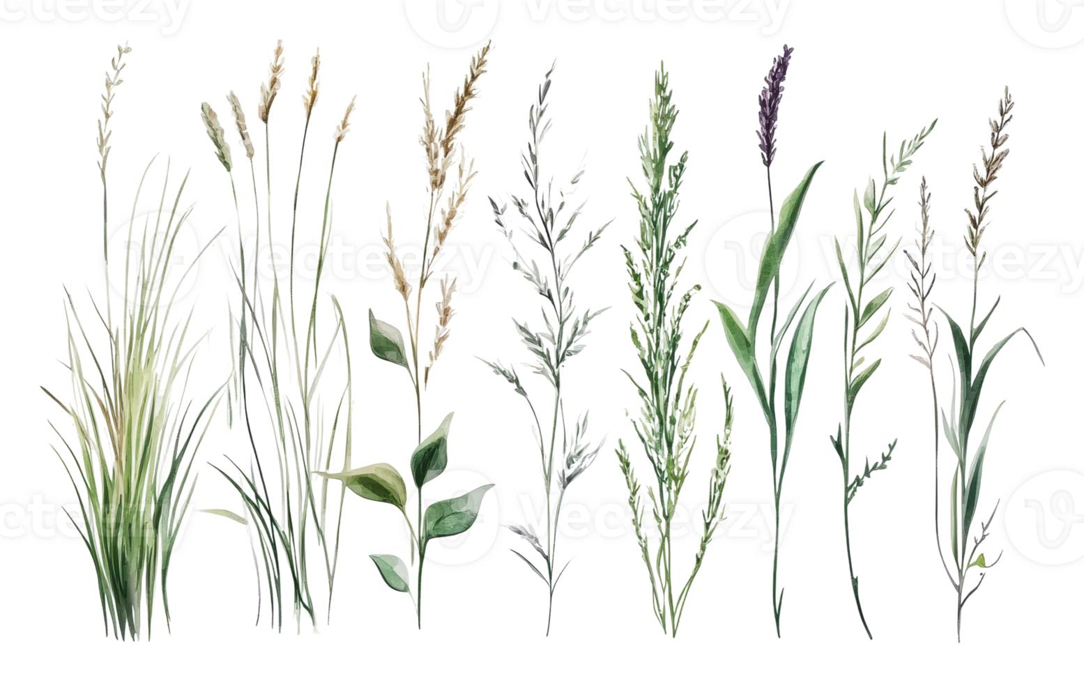 Detailed botanical study of various grass species png
