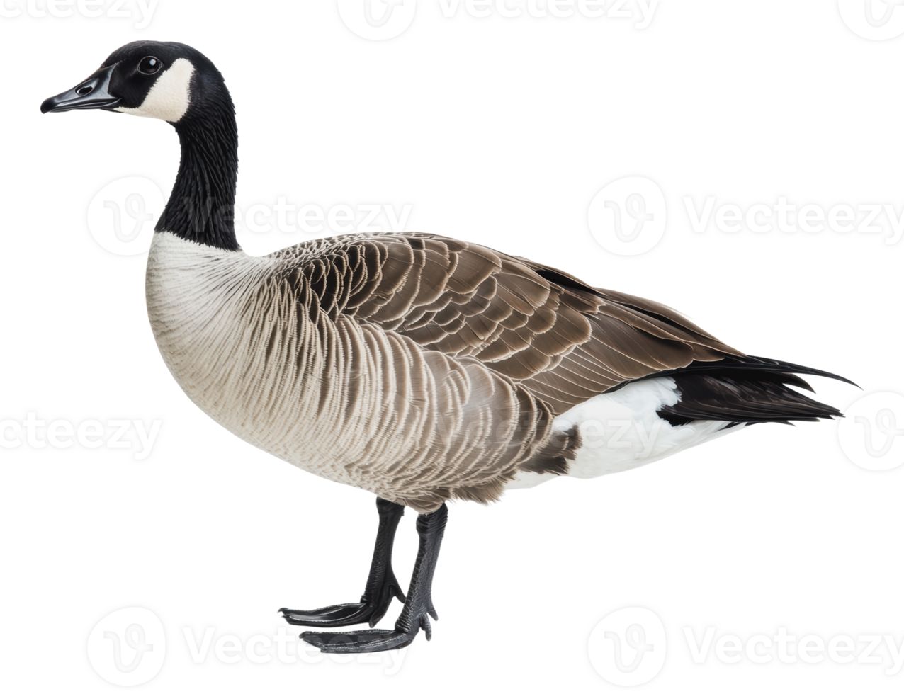 Canada goose standing with a graceful posture png