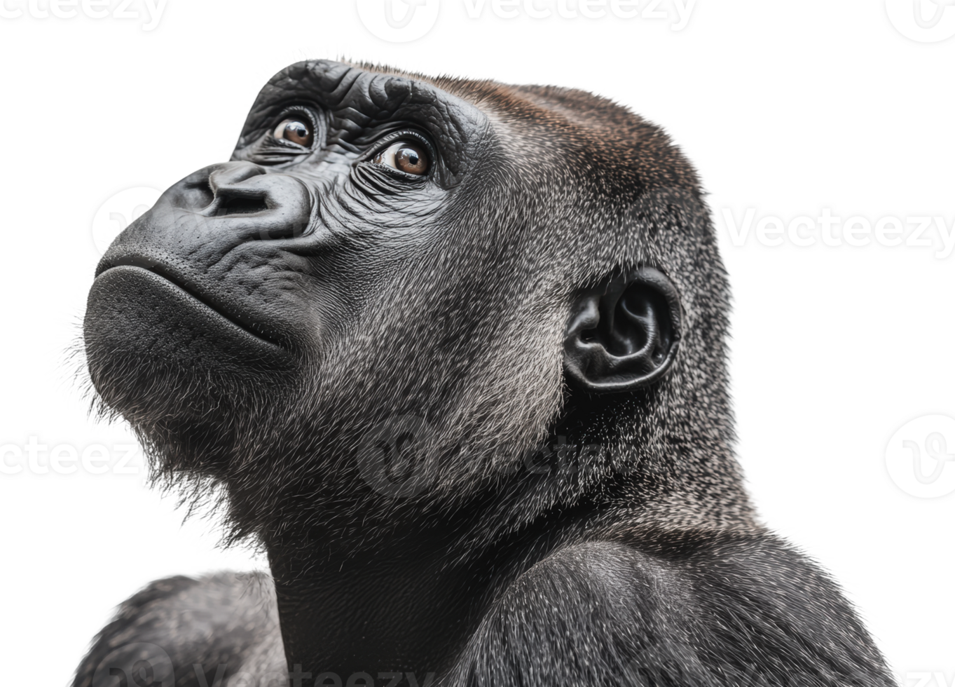 Gorillas showcase strength and calm in close-up png