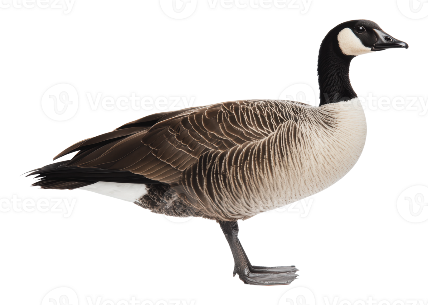 Beautiful goose standing gracefully on one leg png