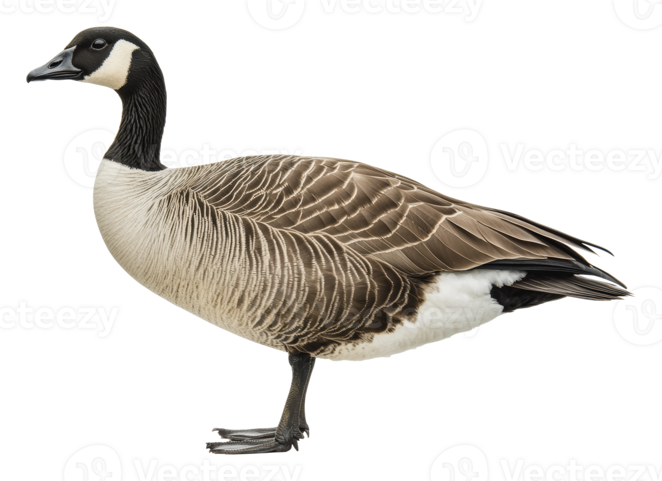 Canada goose standing in a natural pose png