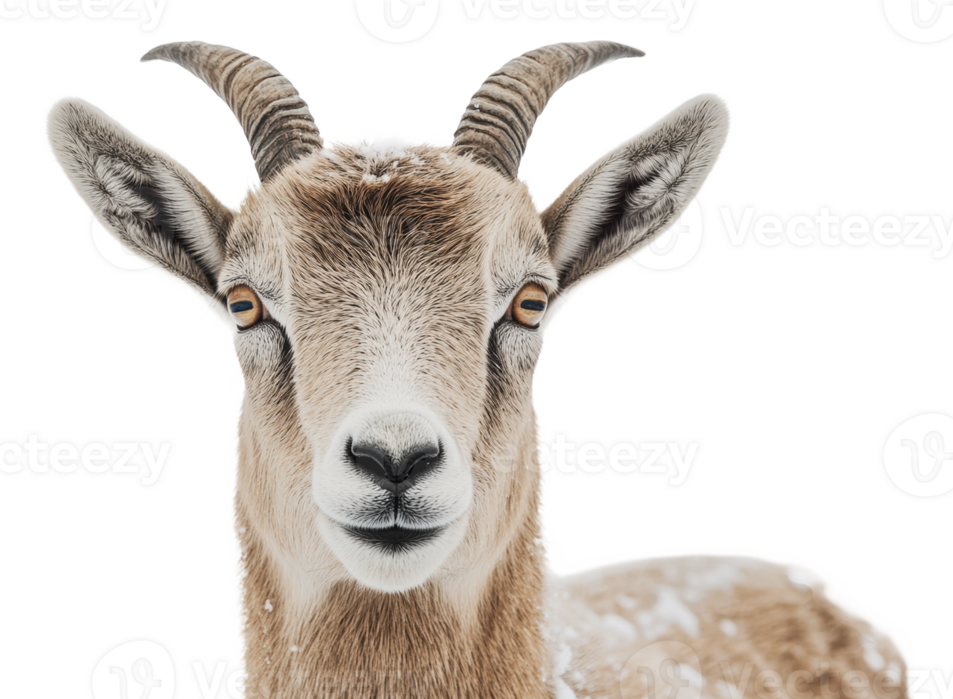 Goat curiously stands in the snow png