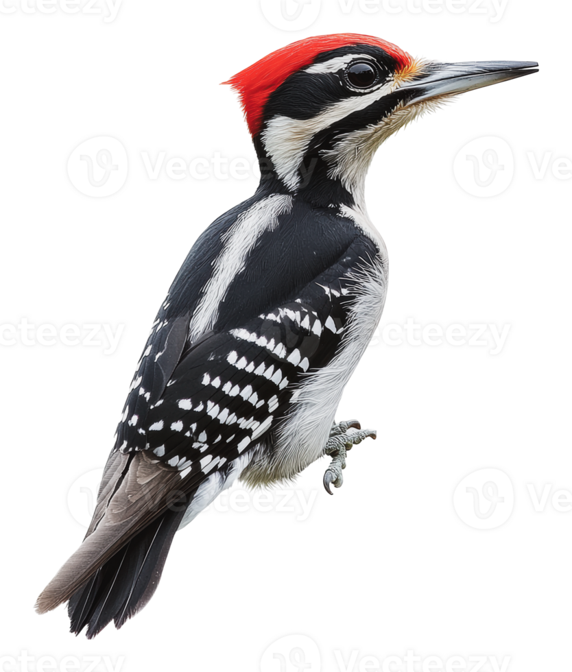 Woodpecker perched quietly on a branch png