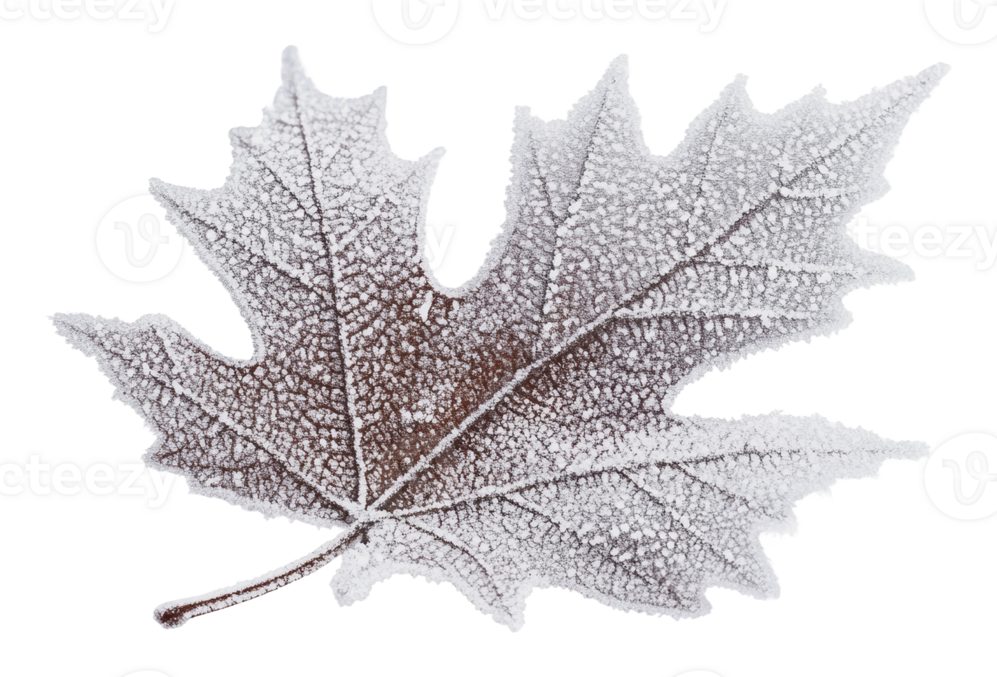 Frost covered maple leaf on a white background png