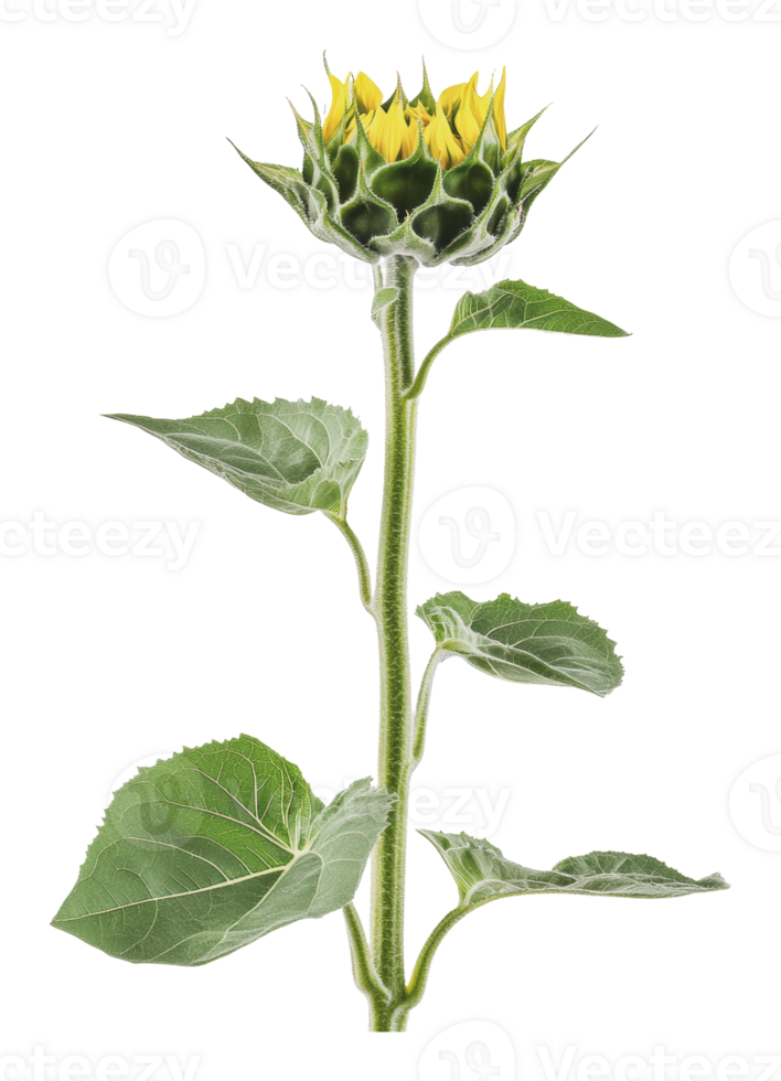 Sunflower plant at budding stage in natural light png