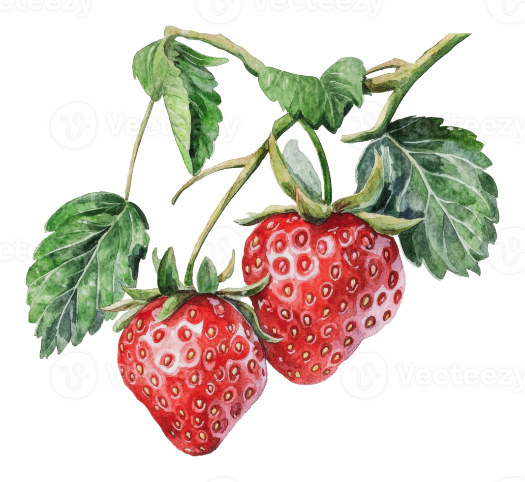 Fresh strawberries hanging on green foliage png