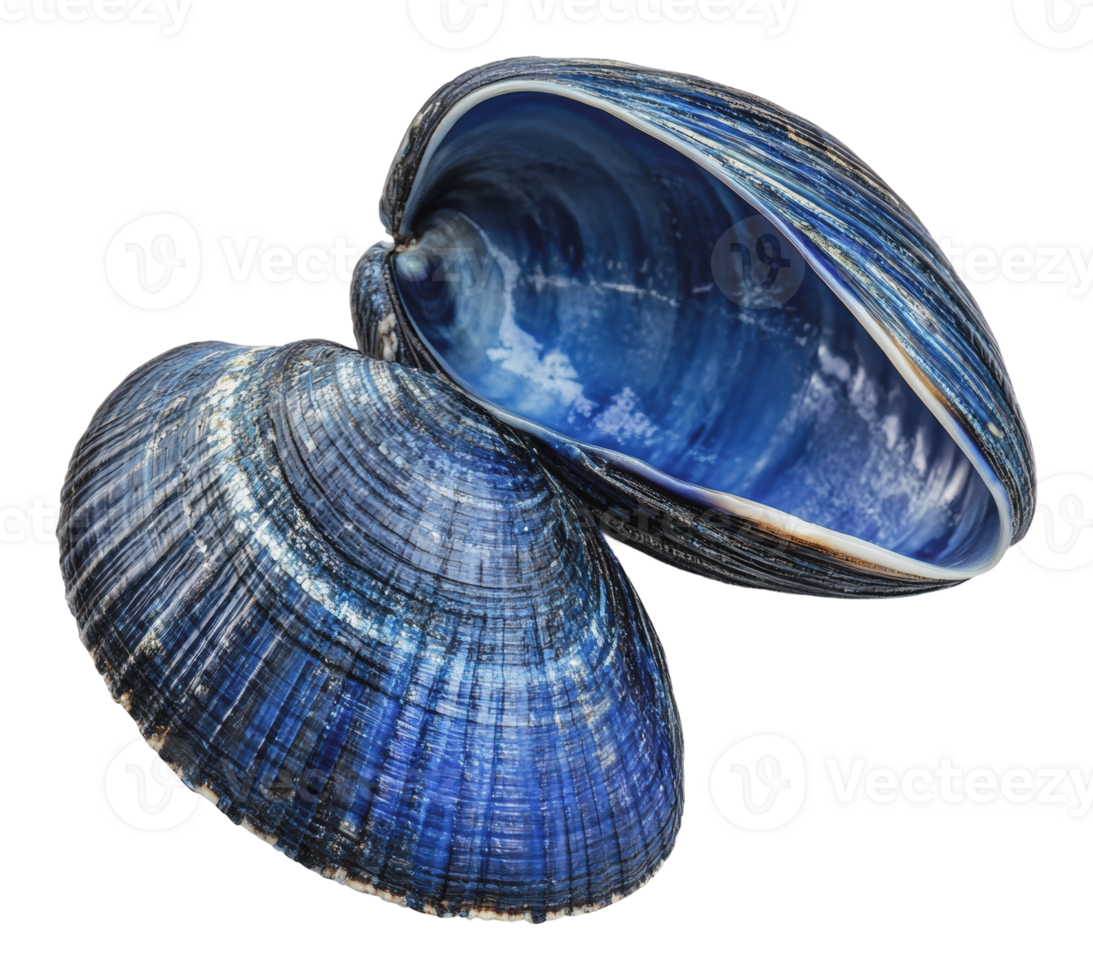 Beautiful blue mussel shells on a white background png