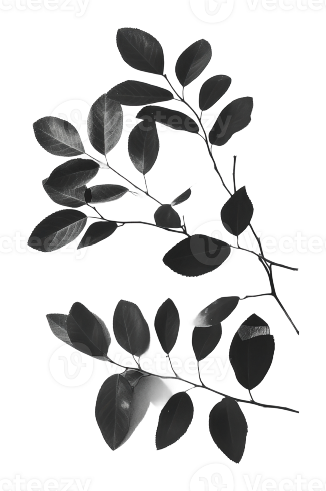Botanical study of leaf arrangements png