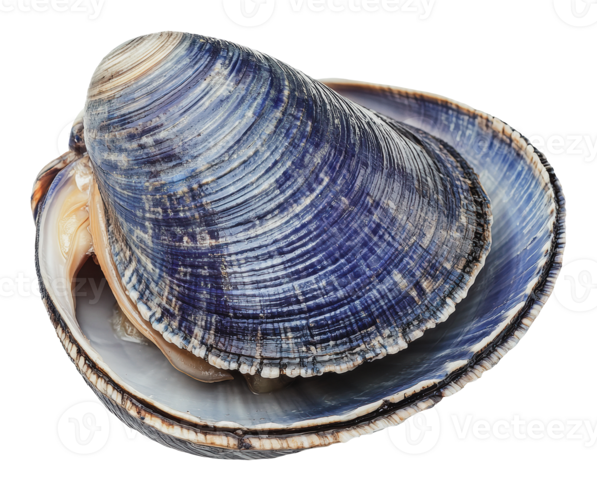 Colorful shell on flat surface in light png