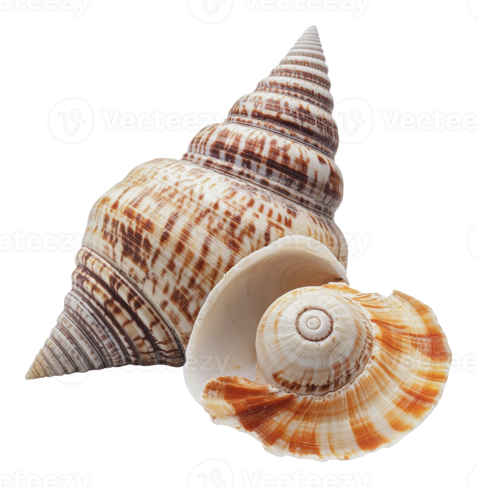 Spiral shells on white background png