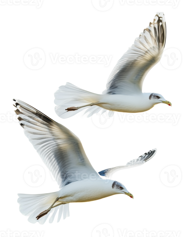 Seagulls soaring gracefully above the coastline png