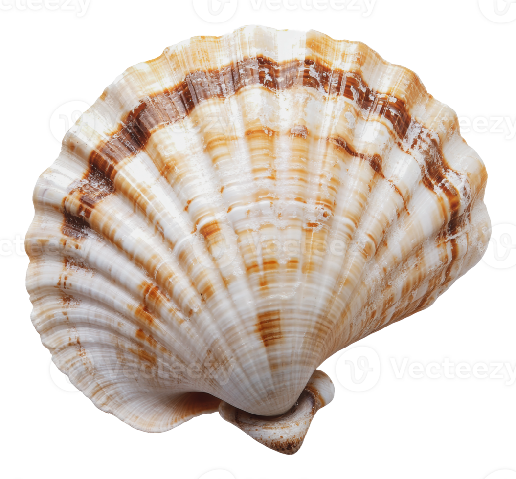 Beautiful scallop shell resting on a flat surface png