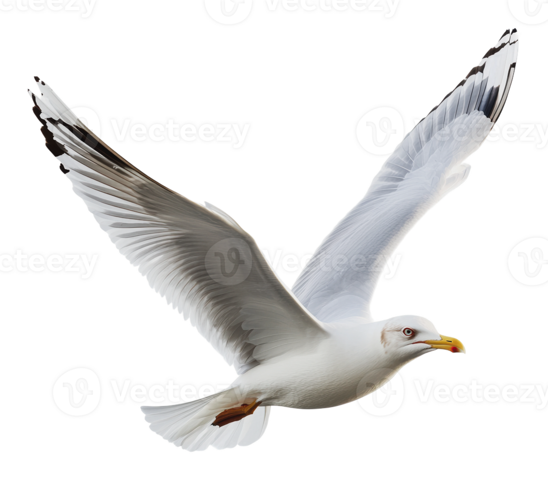 Seagull soaring over the ocean with wings spread png