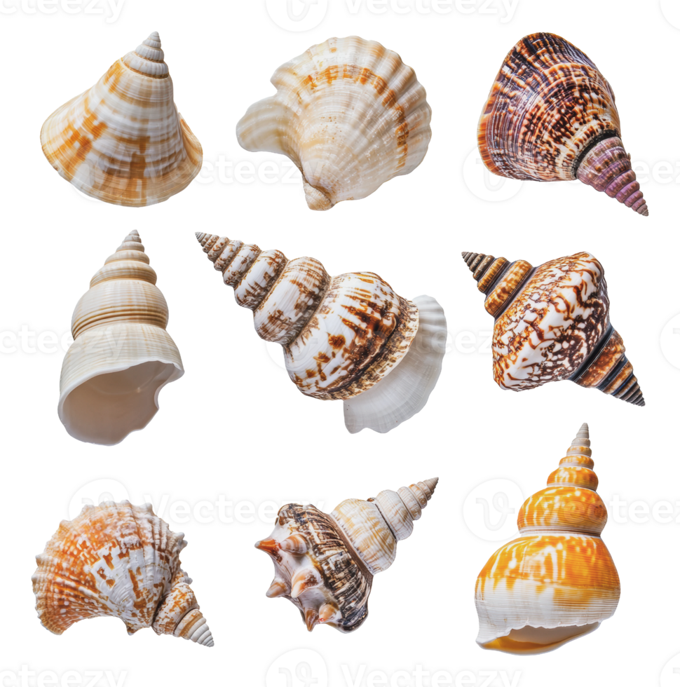 Diverse seashells arranged artistically png