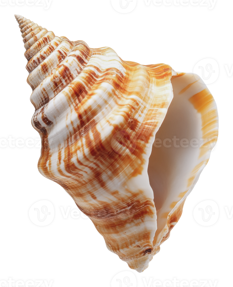 Unique shell with vibrant patterns and colors png