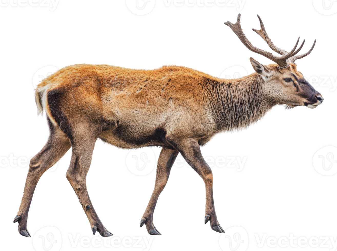 Deer walking in natural habitat during daytime png