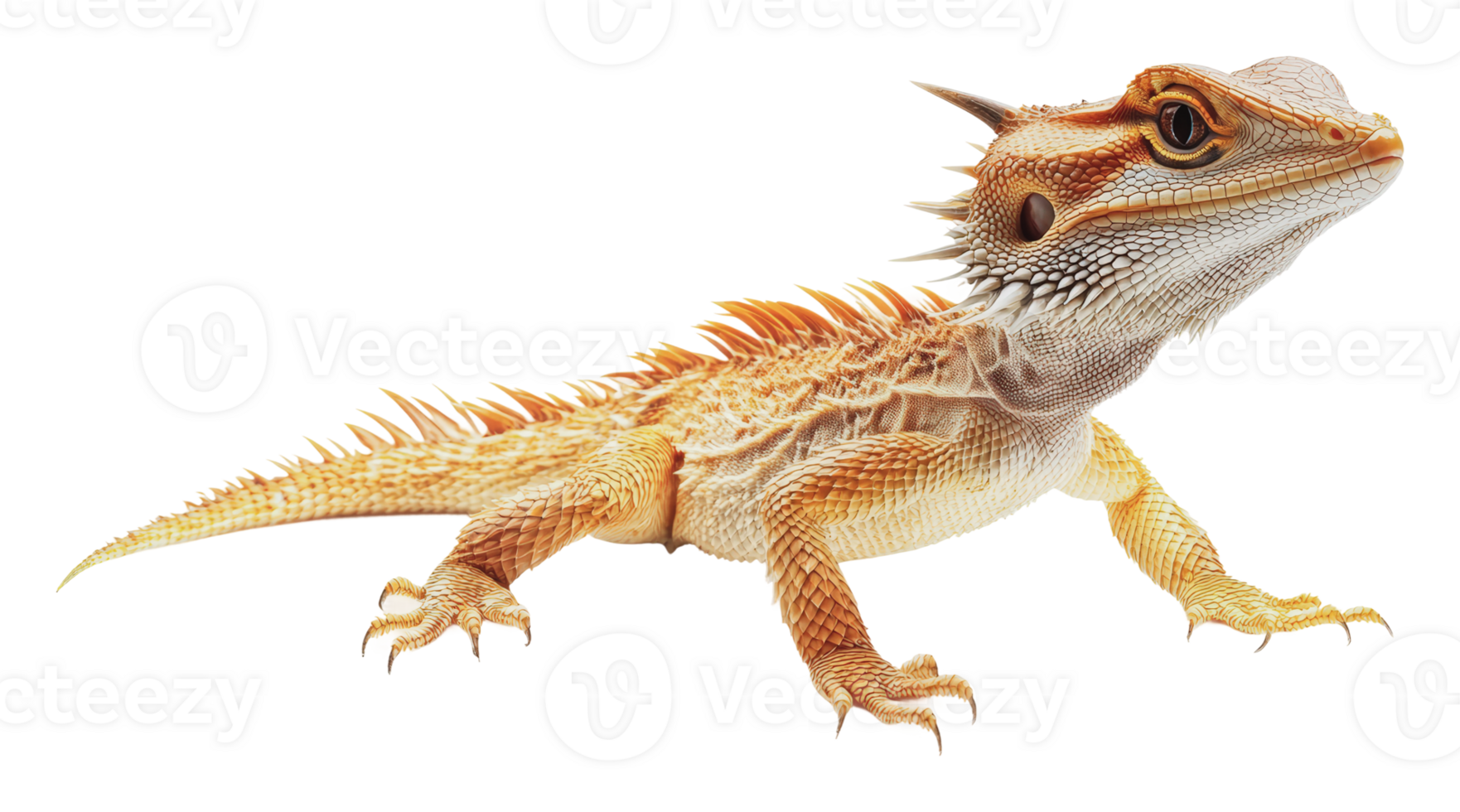 Bearded dragon in a natural pose exploring habitat png