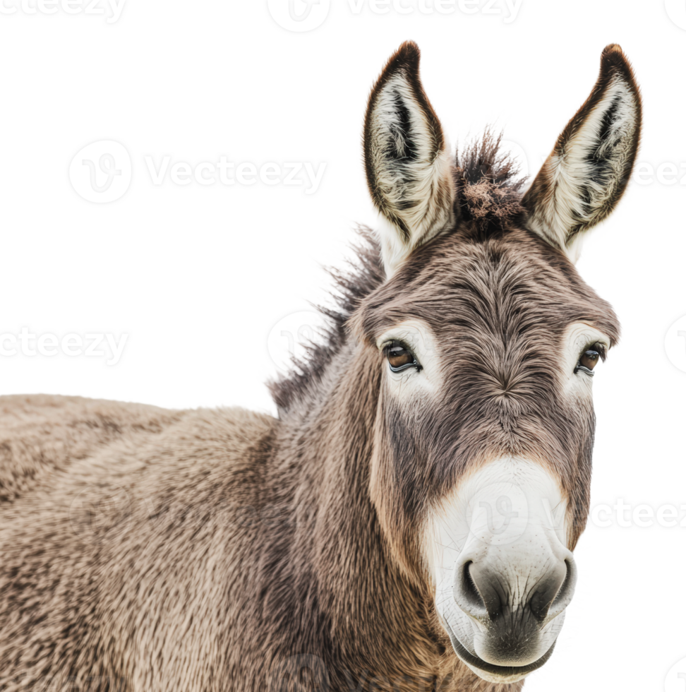 Expressive donkey in a bright scene png