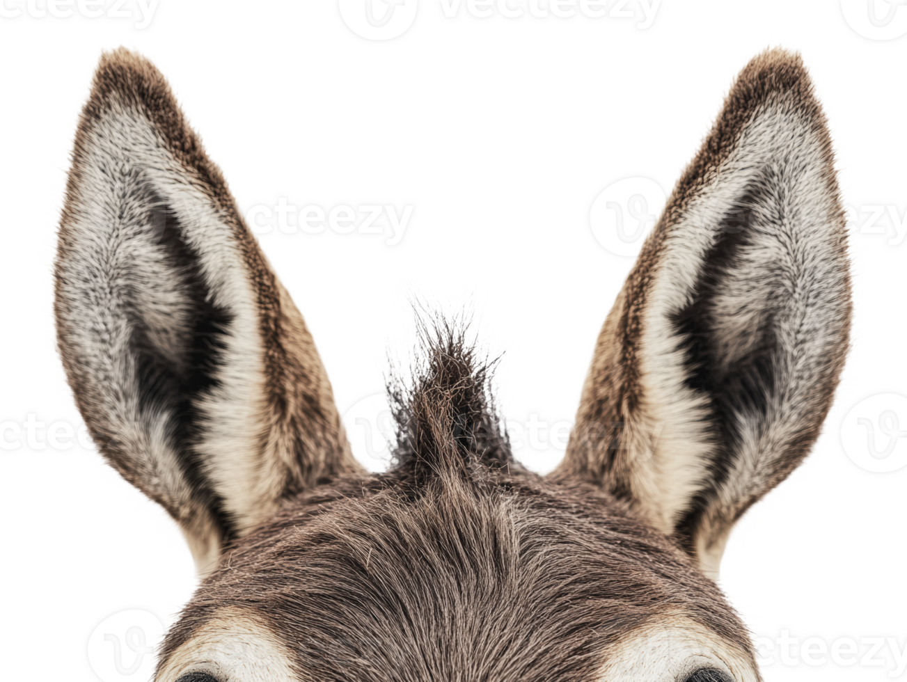 Donkey ears with a cute tuft on the head png