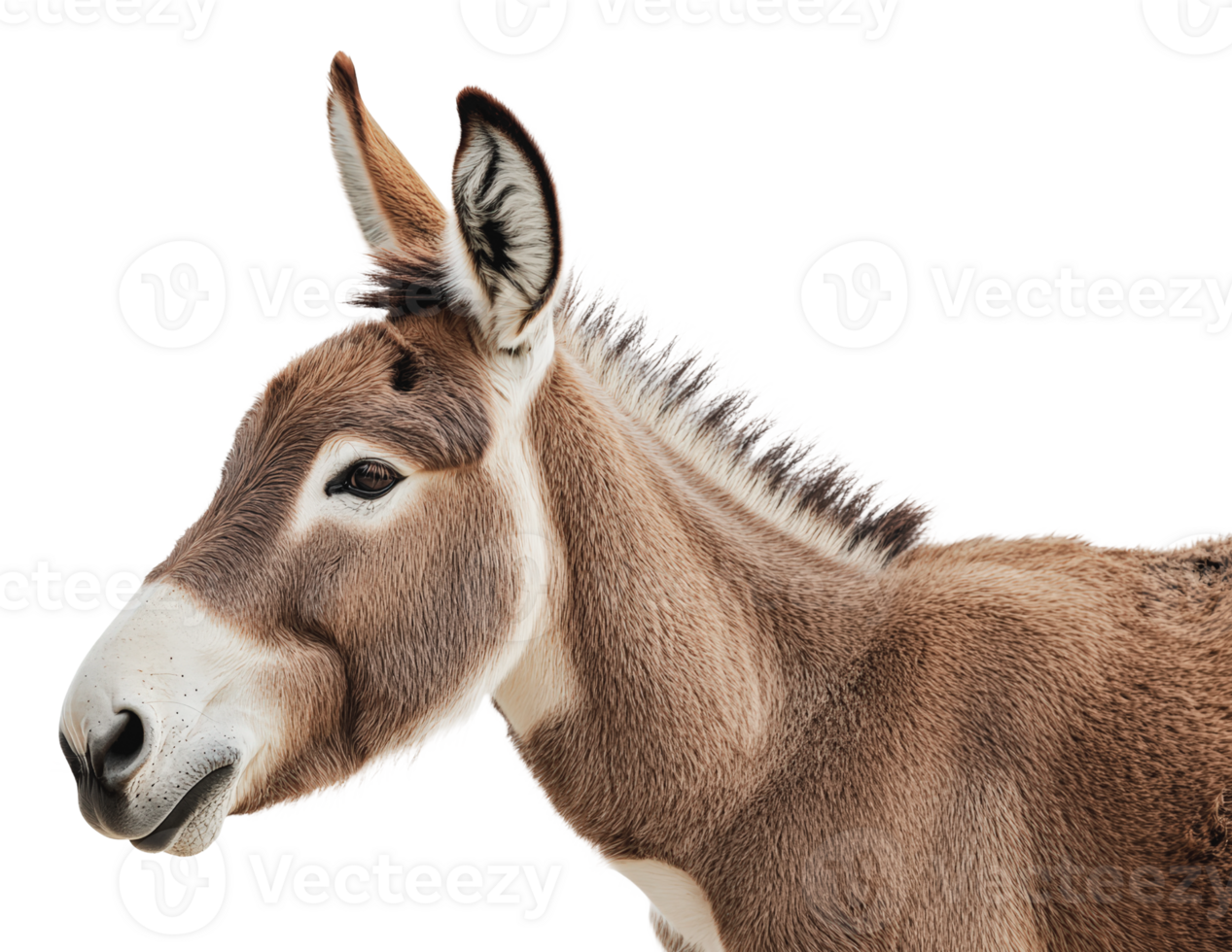 Donkey in profile against a white background png
