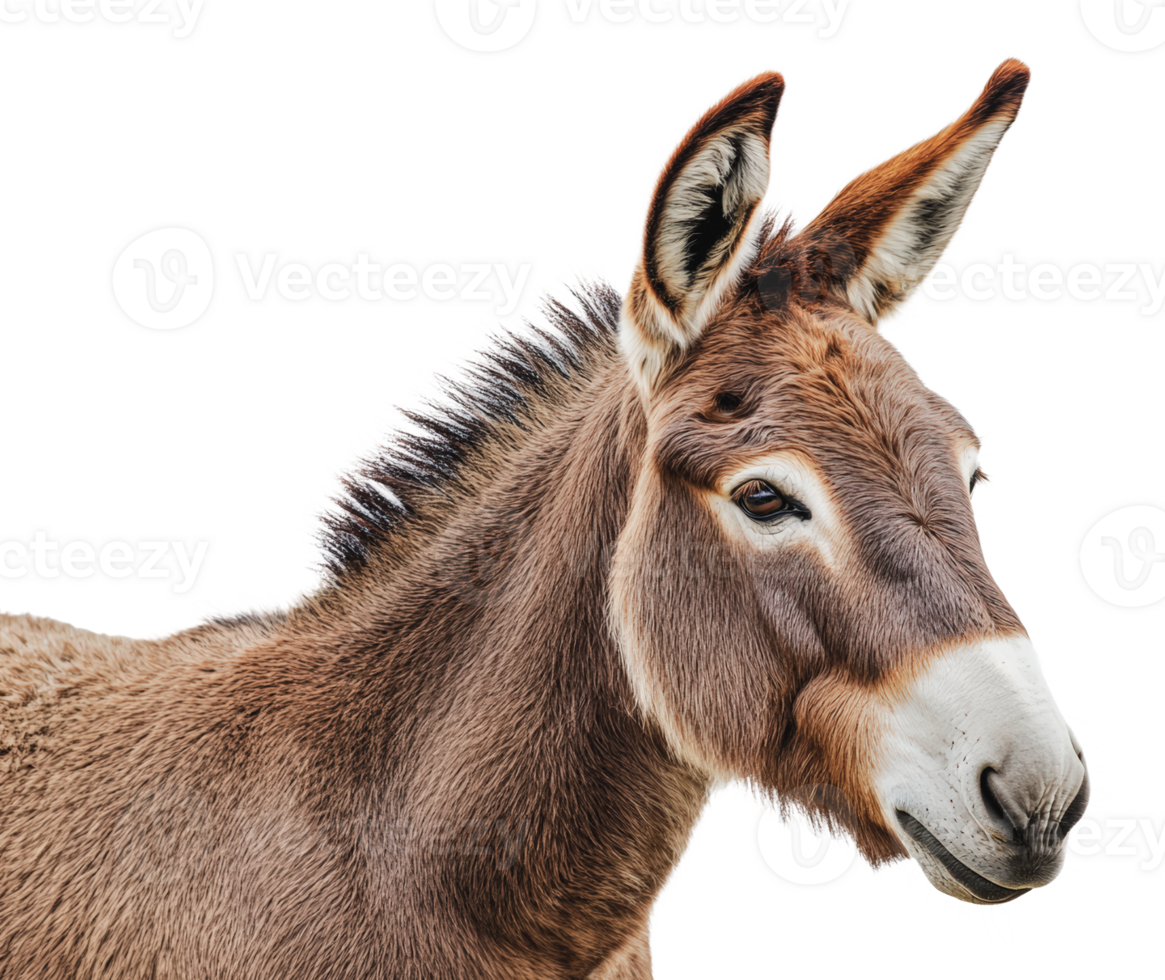 Donkey portrait with expressive features in detail png