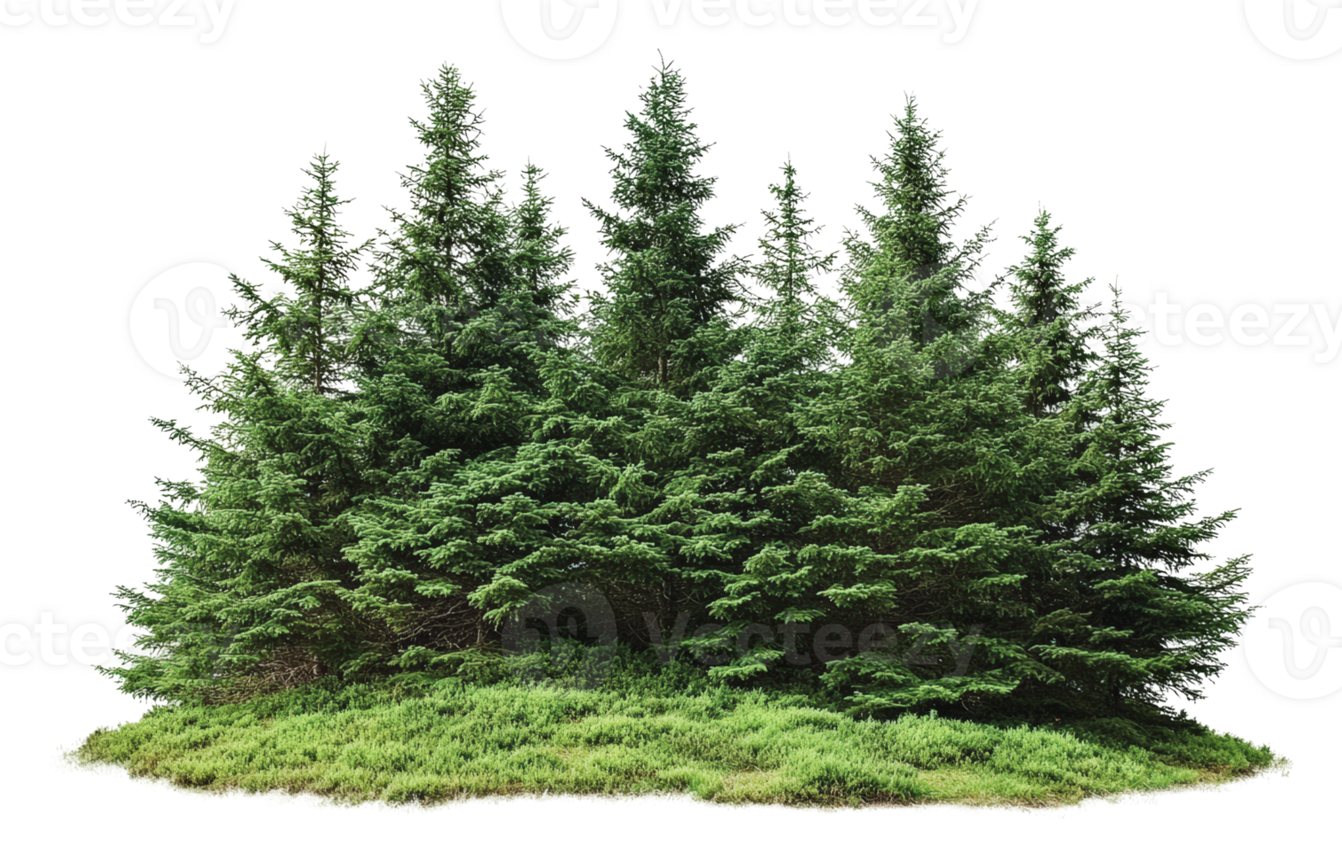 Lush green coniferous trees in a natural setting png