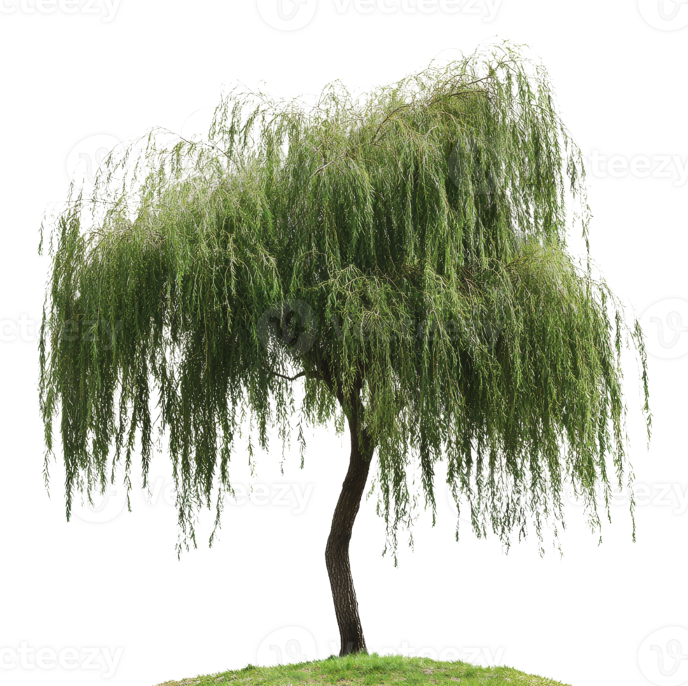 Elegant willow tree standing on grassy hill png