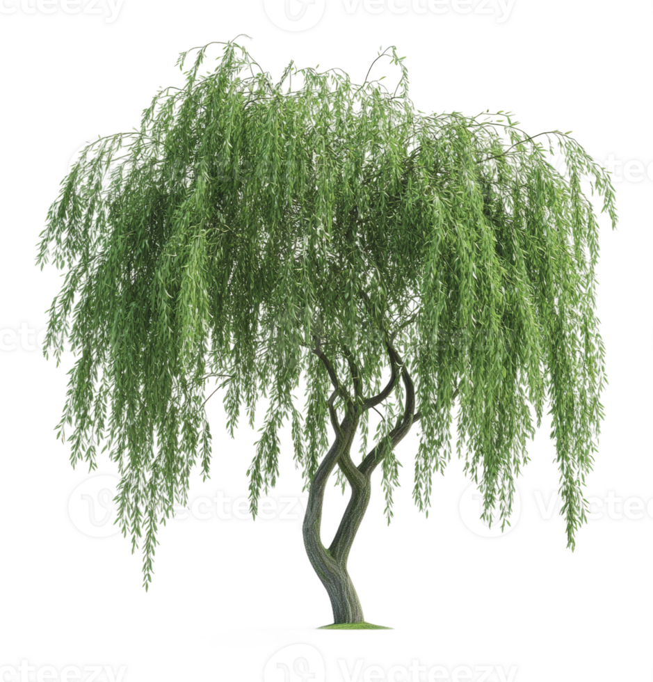 Lush willow tree in a peaceful scene png
