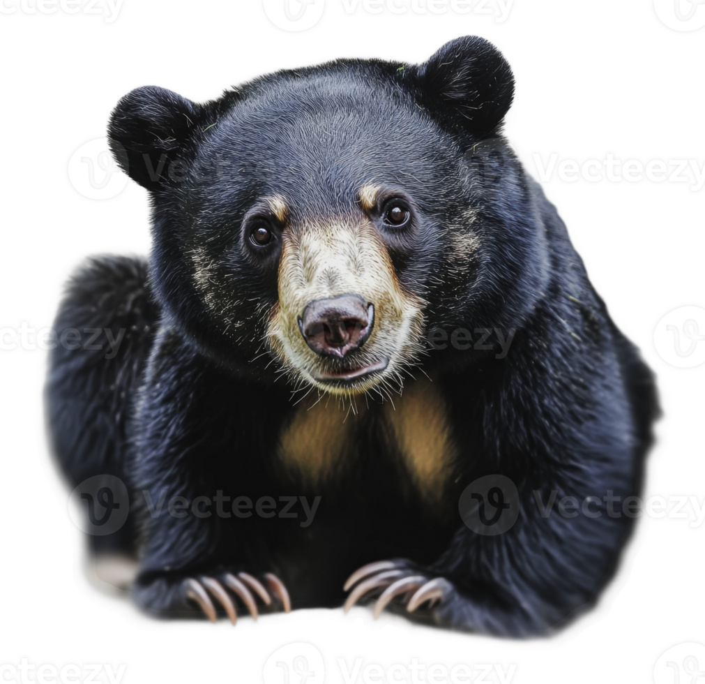 Black bear looks directly at the viewer in nature png