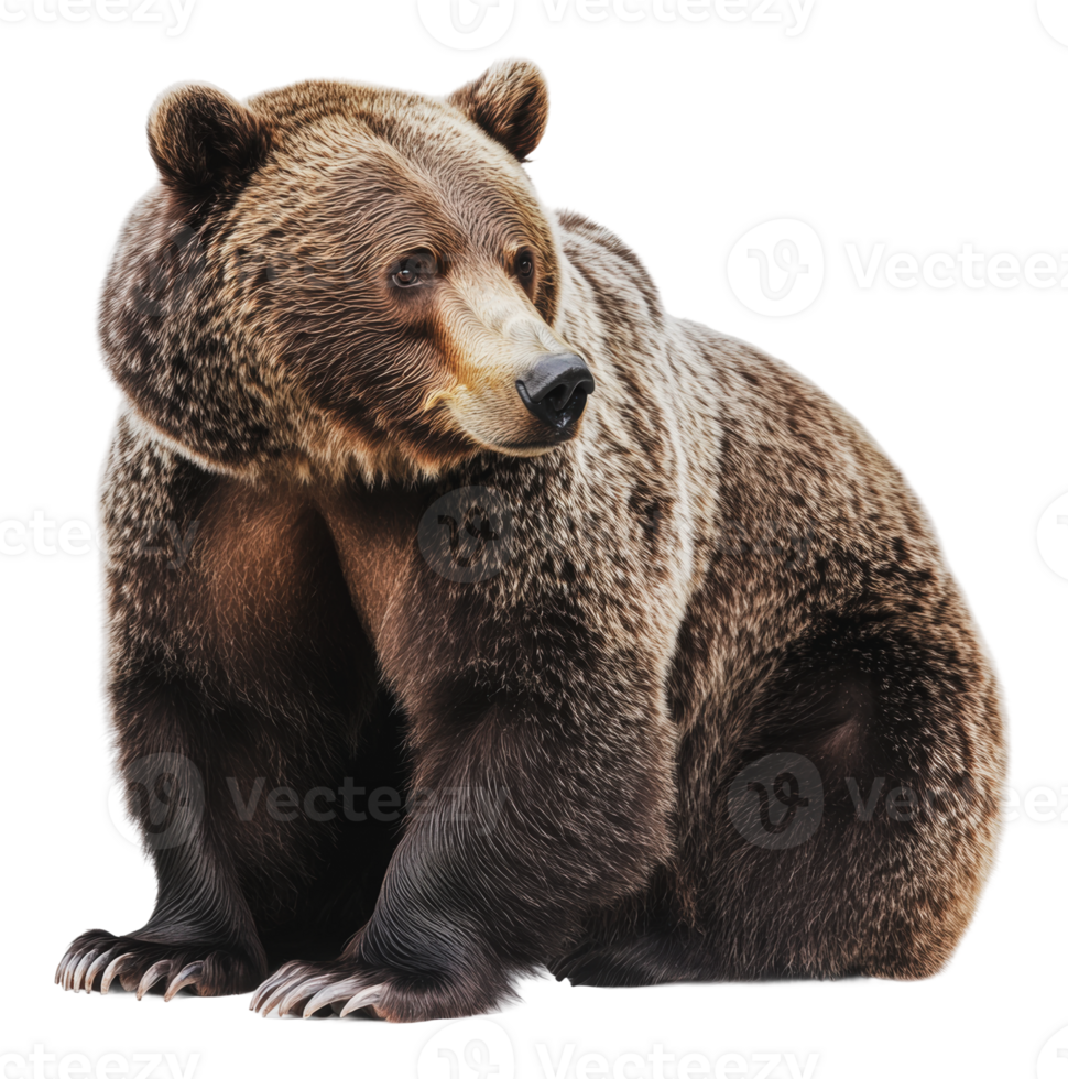 Grizzly bear resting in natural habitat png