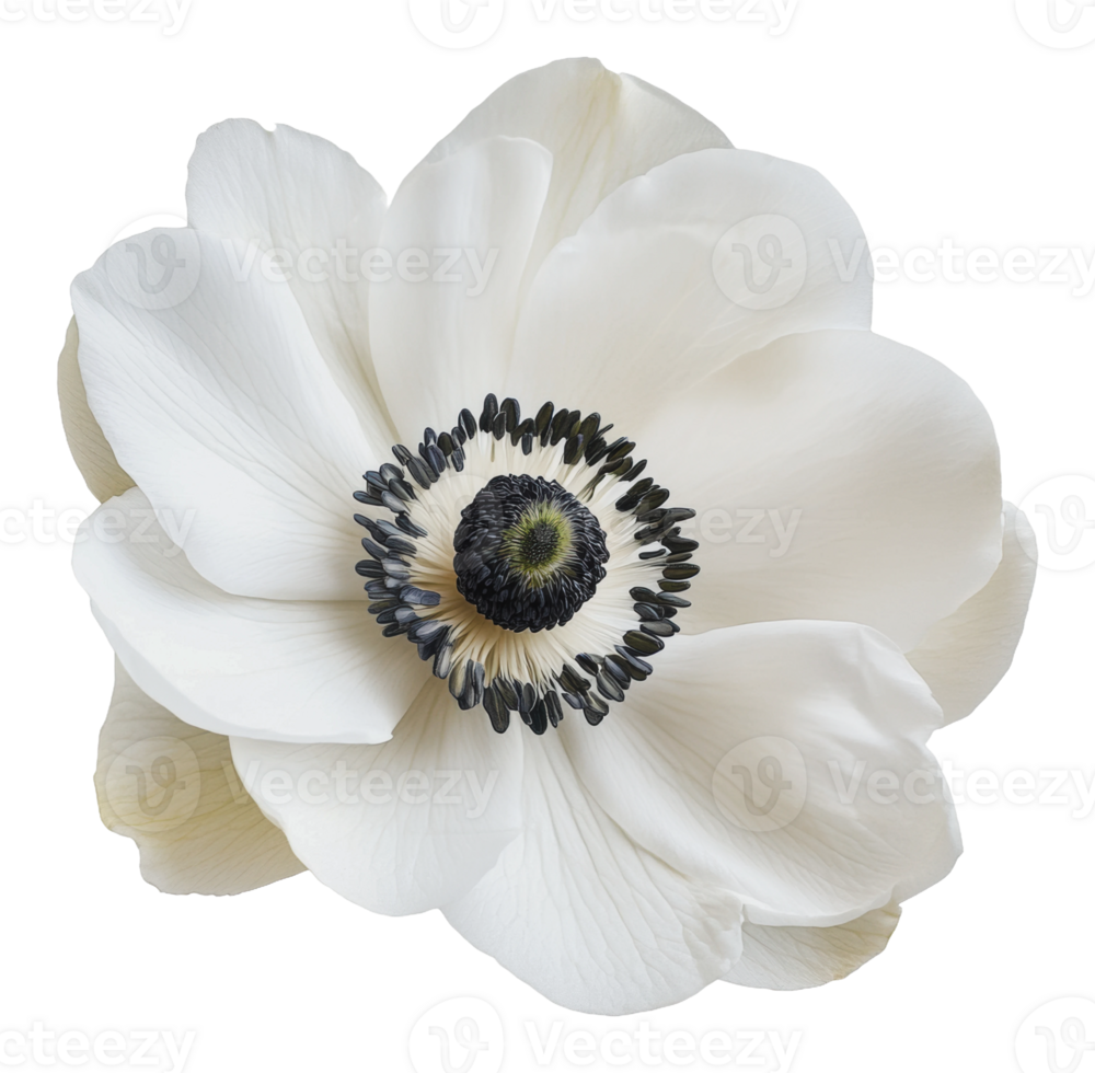 Delicate white anemone flower png