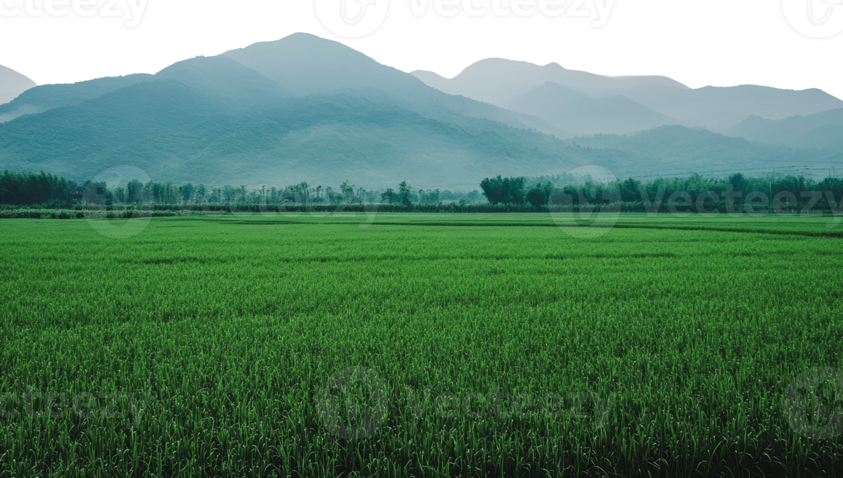 Green rice fields with mountain backdrop png