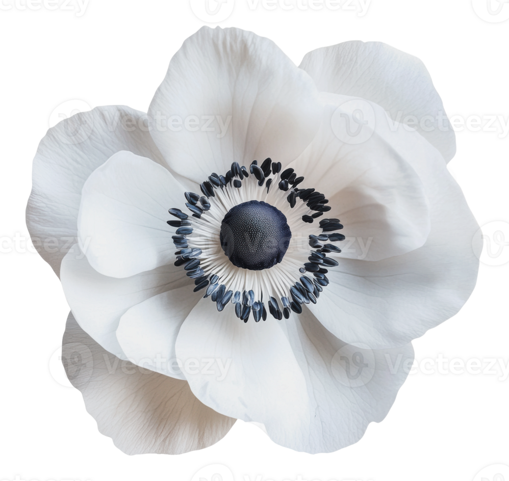 Elegant white flower with dark center blooming png